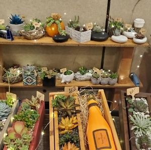Succulents unique hand made artistic